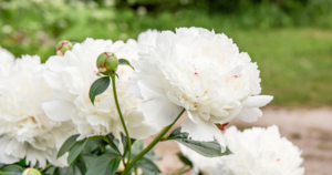 PEONIES 